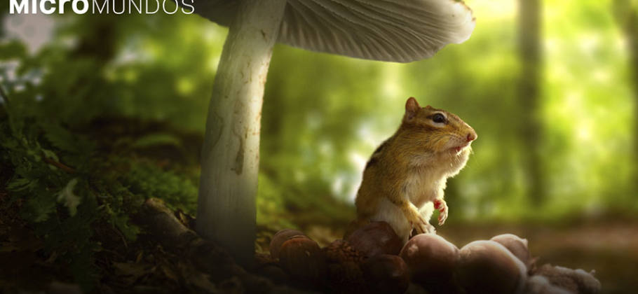 documental micromundos - Tiny World