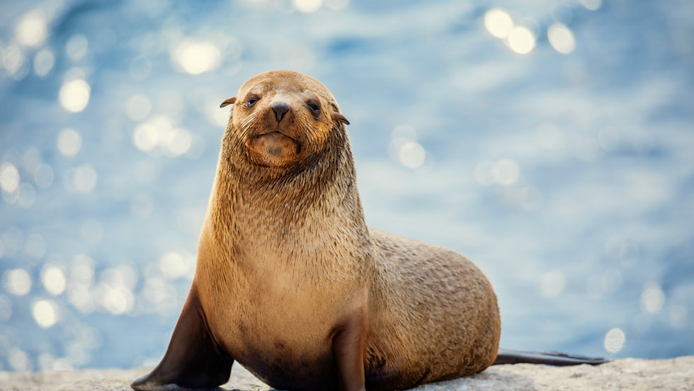 The Secret Lives of Animals | Apple TV+