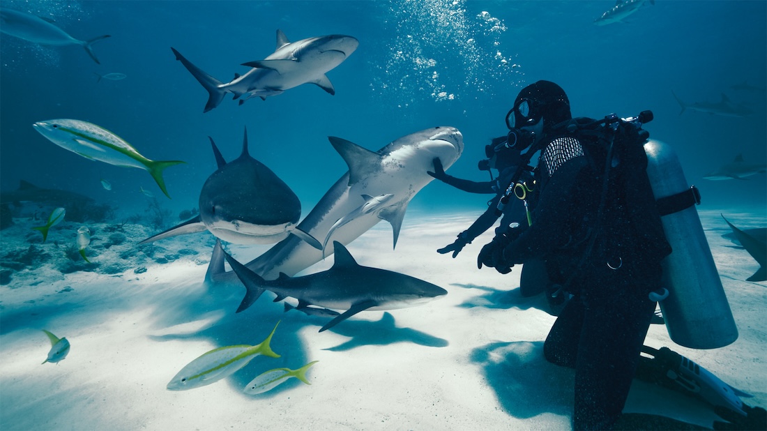 El tercer episodio de Wild Life, "Sharks", se estrena el próximo mes para Apple Vision Pro