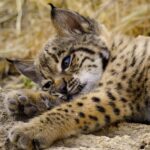 Documental "Born to be wild" en Apple TV