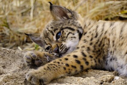 Documental "Born to be wild" en Apple TV