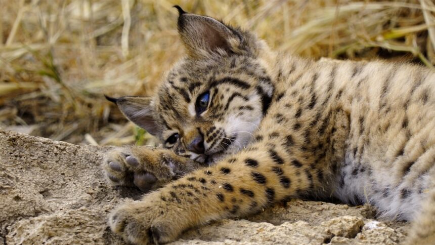Documental "Born to be wild" en Apple TV